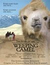 Weeping Camel poster