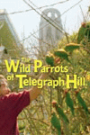 Wild Parrots of... poster