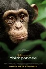 Chimpanzee poster